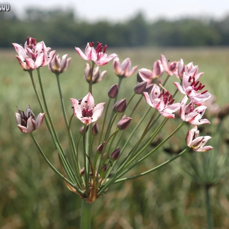 flowering_rush_inaturalist_yael_orgad Flowering rush