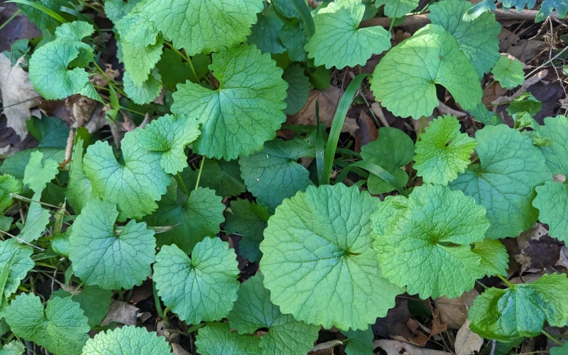Garlic Mustard leaves