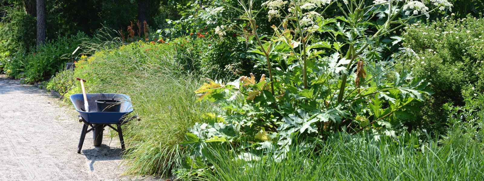 Giant Hogweek beside a path with a wheel barrow on it