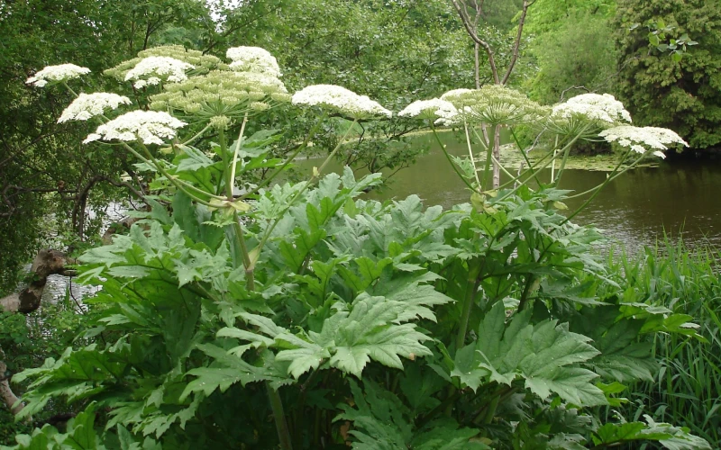 Giant Hogweed