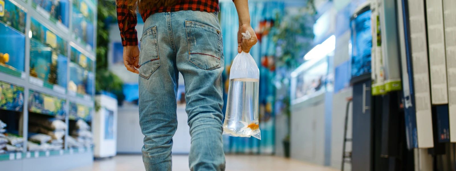 Man walking through pet store carrying a clear bag with a goldfish in it