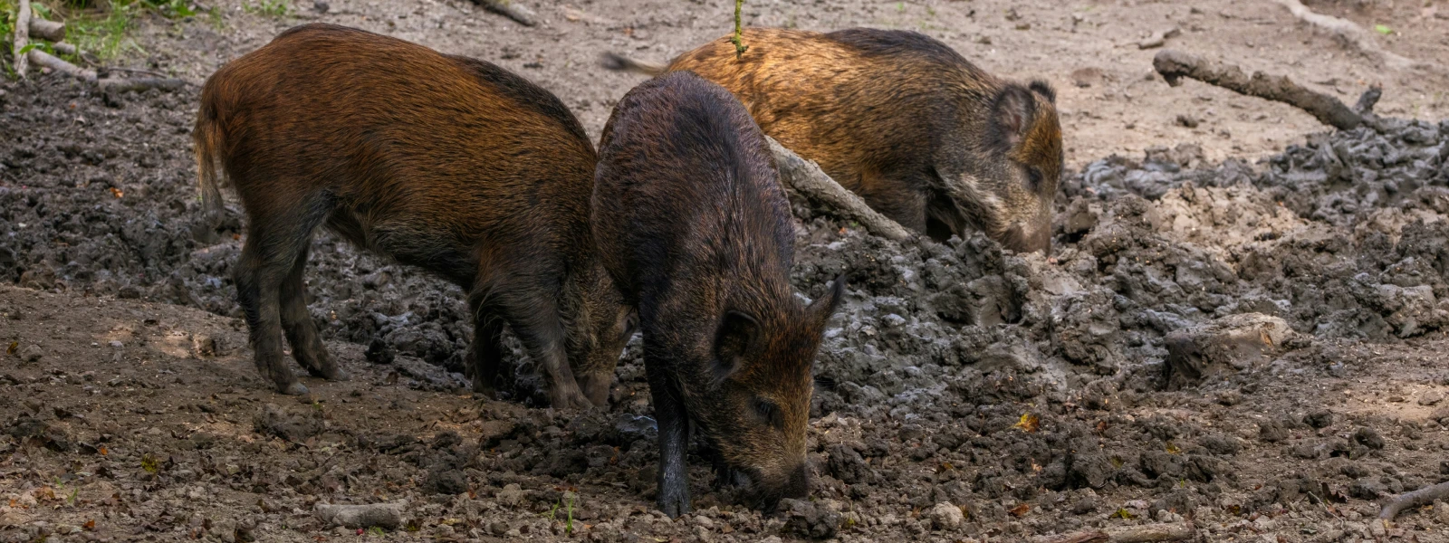 Wild pigs burrowing around in mud
