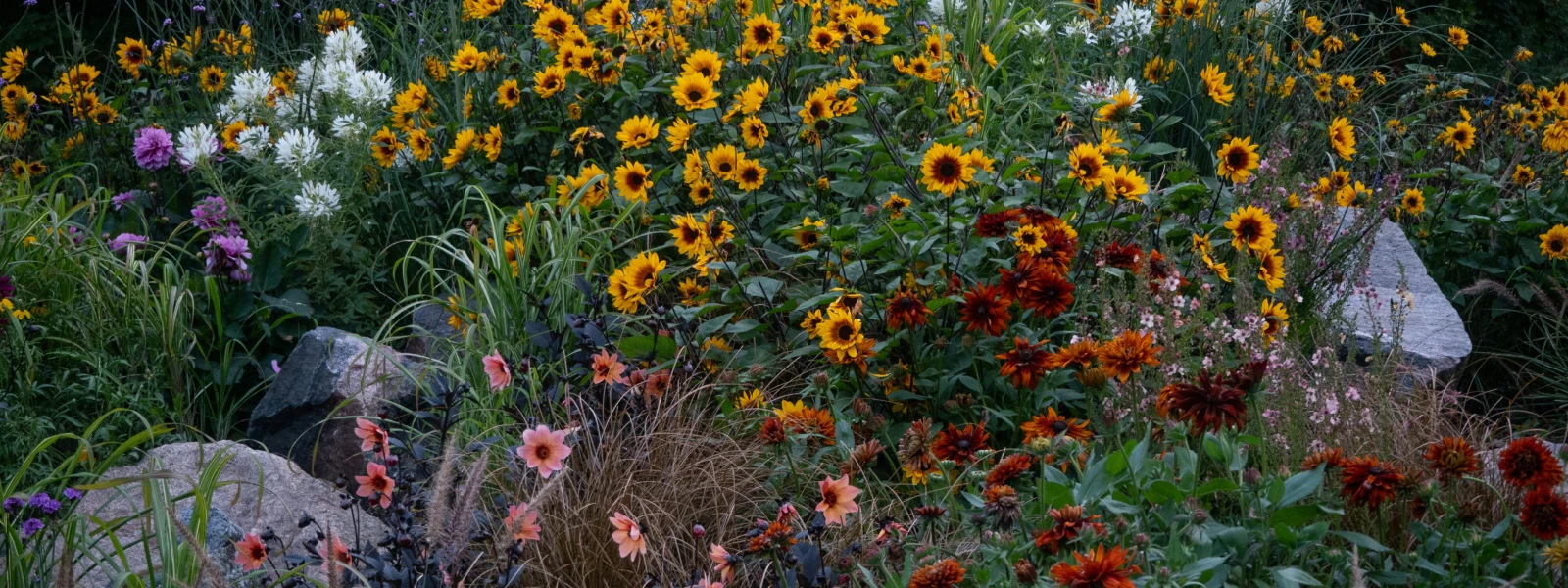 Green bush with yellow flowers