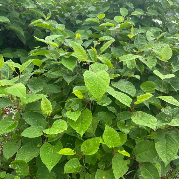A close up of Japanese Knotweed