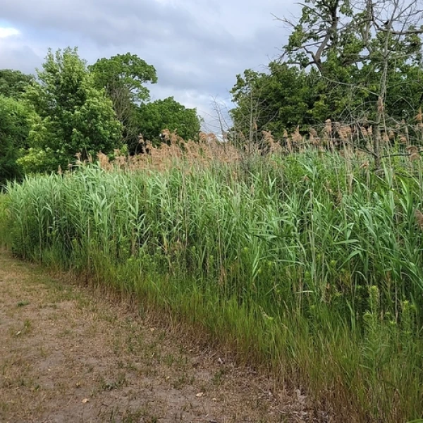 A phragmites bush with trees behind it