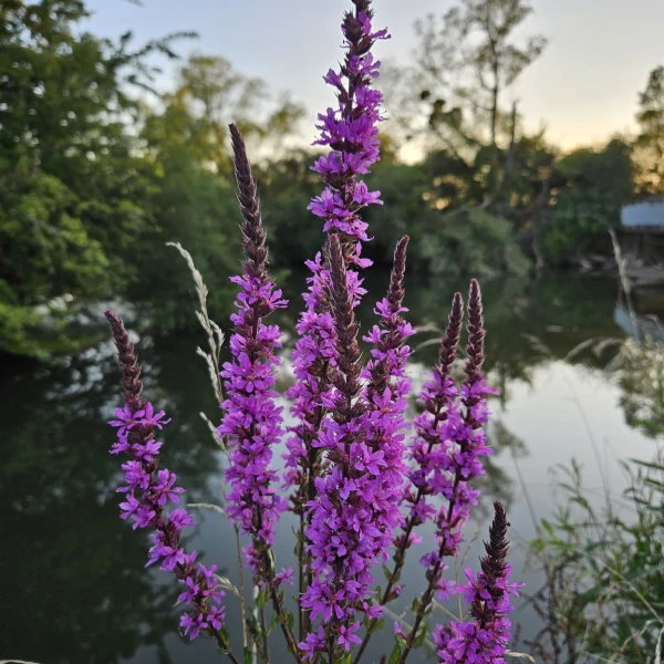 Purple loosestrife in front of a body of water