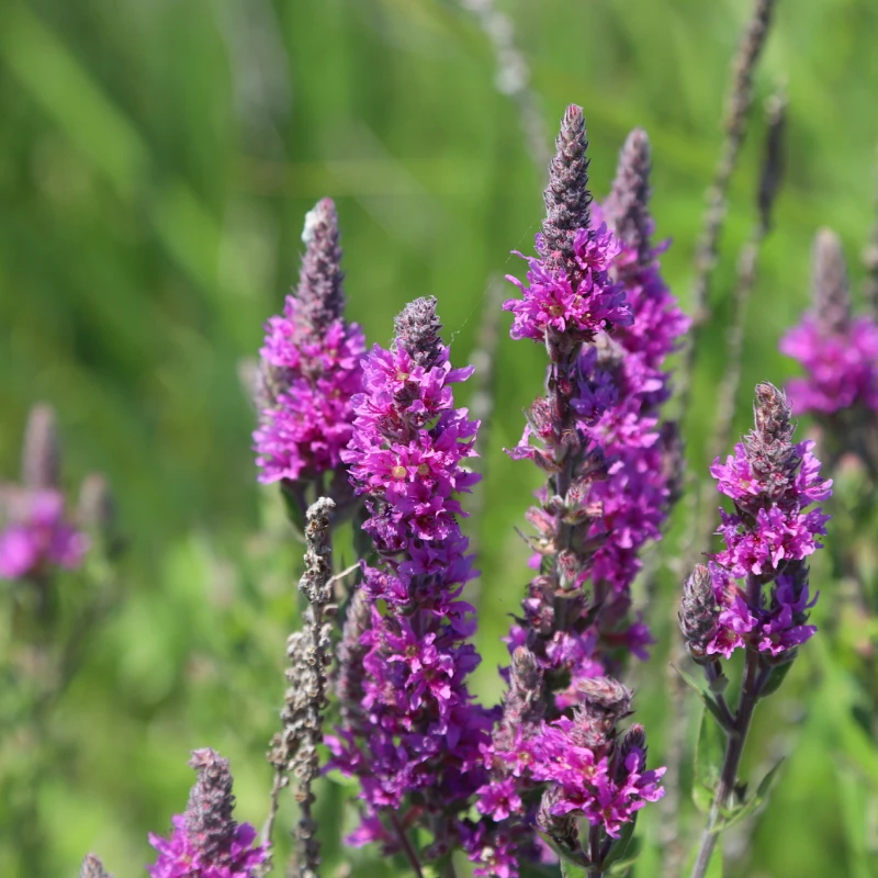 purple_loosestrife_inaturalist_rishona_vemulapalli Purple loosestrife