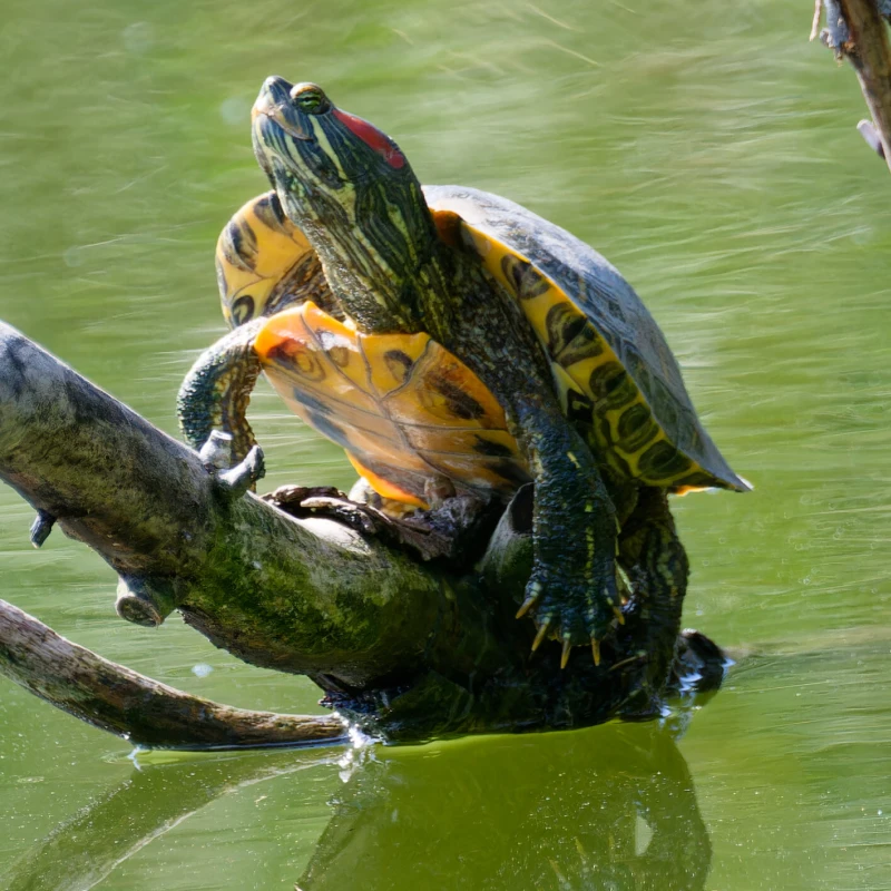 red_eared_slider_inaturalist_phil_calvert_1 Red Eared Slider on a brand in the water