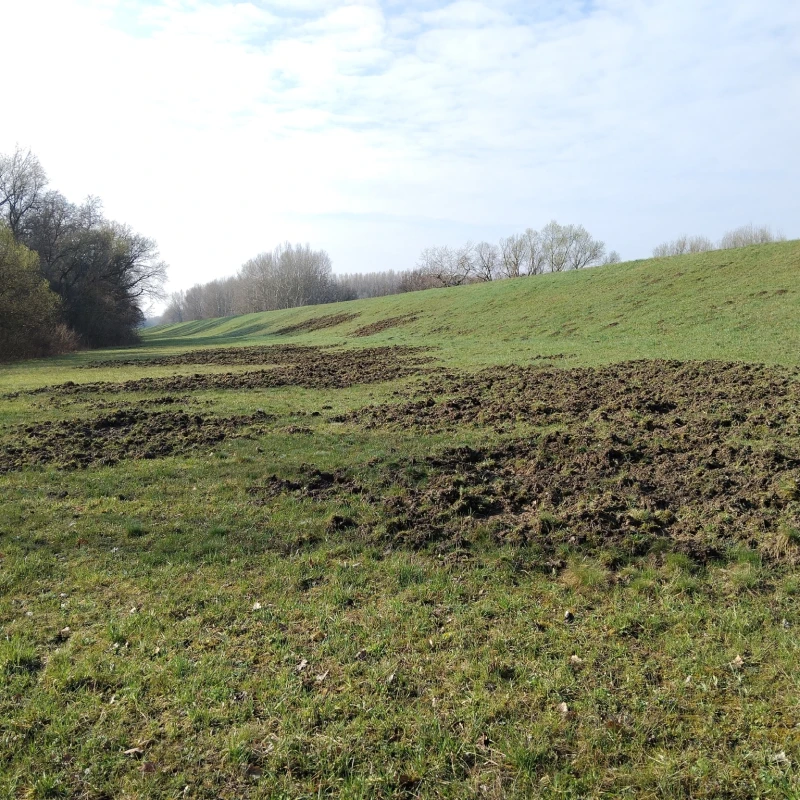 Grassy hill with bare trees surrounding it