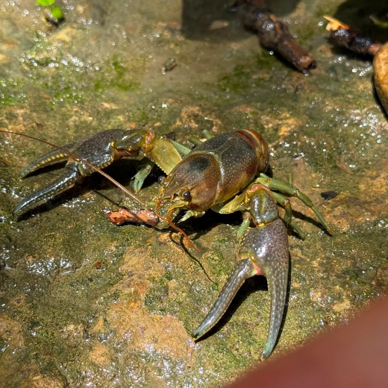 rusty_crayfish_inaturalist_calliopelover Rusty crayfish