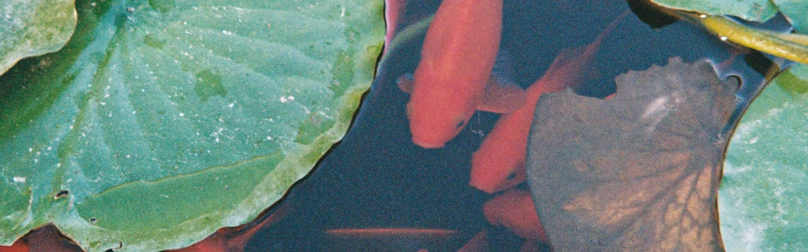 sam_burke_patxutox114_unsplash_1 Orange fish in a pond surrounded by water lillies