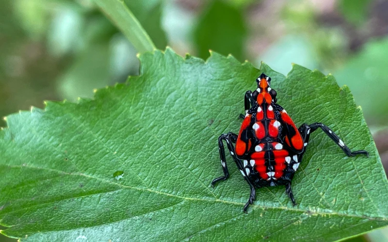 spotted_lantern_fly_adobestock_445557559_1x Spotted lantern fly on a leaf