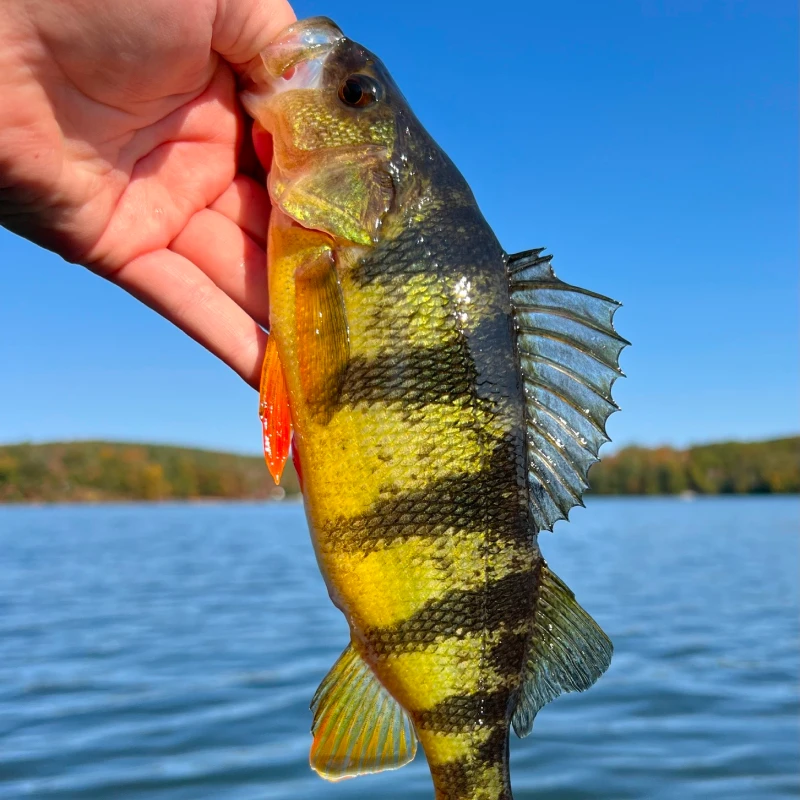 yellow_perch_inaturalist_brodingus_1 Yellow perch with a persons thumb in it's mouth outside of a lake