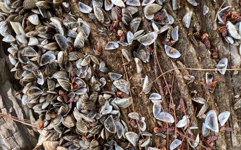 Zebra Mussels