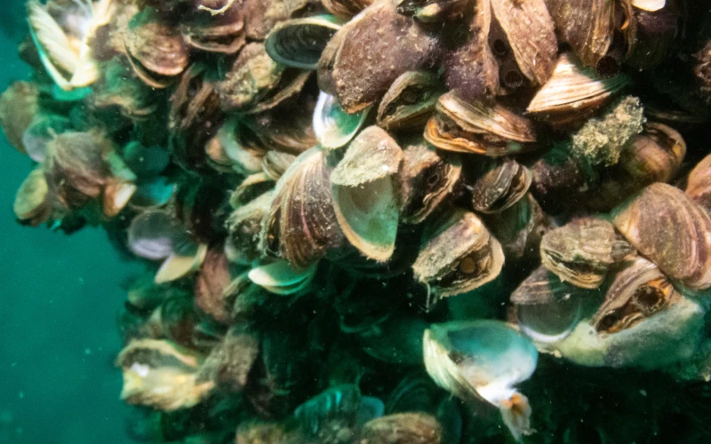zebramussels_adobestock_327406715_1x Zebra mussels underwater
