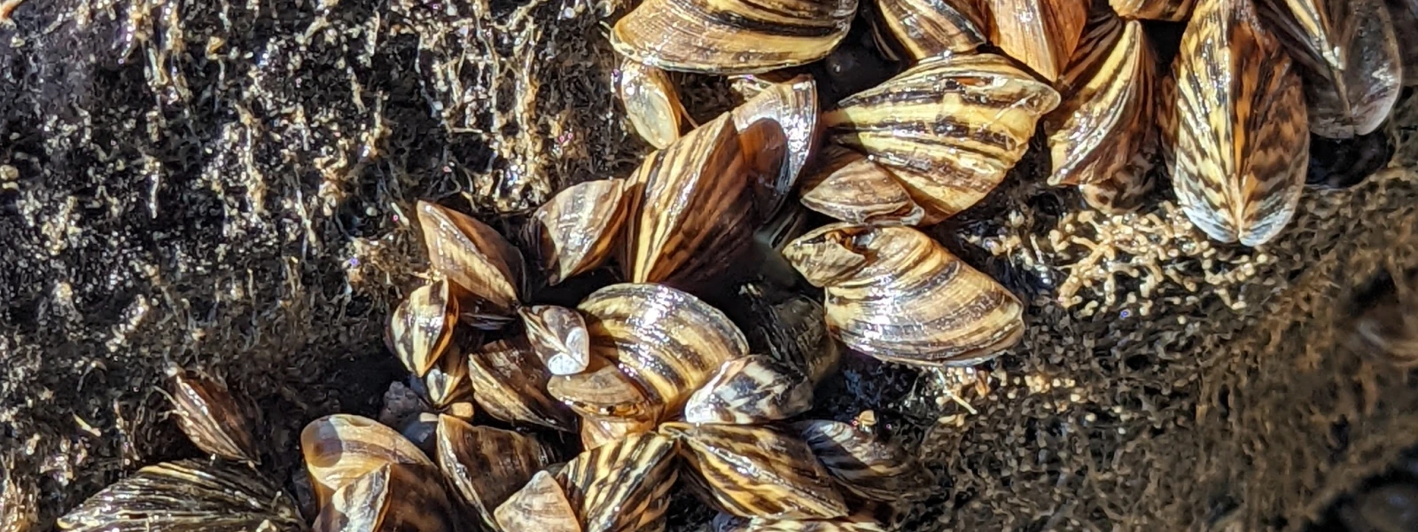 Zebra mussels