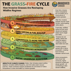 Grass-Firs Cycle