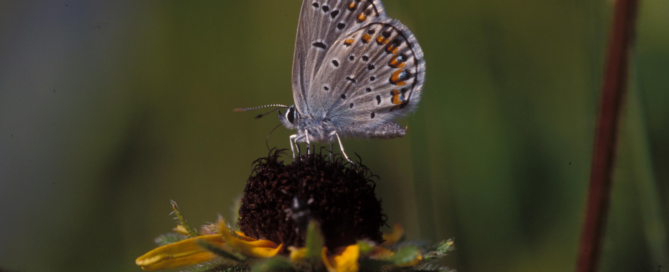 Image of Pollinator