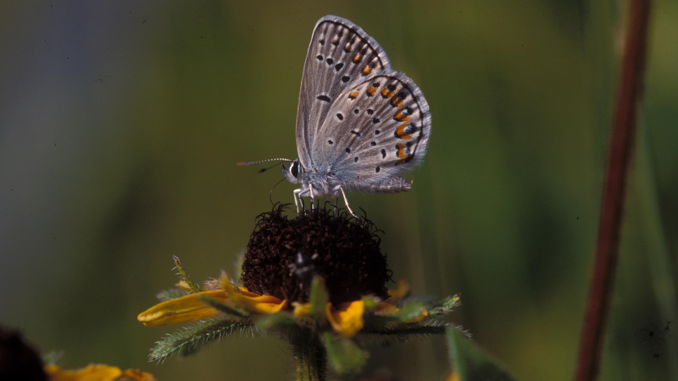Image of Pollinator