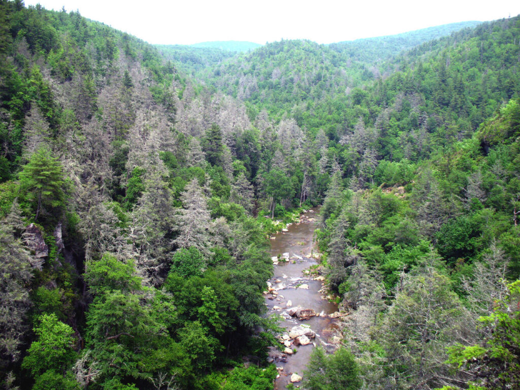 A forest of dead Hemlock trees.