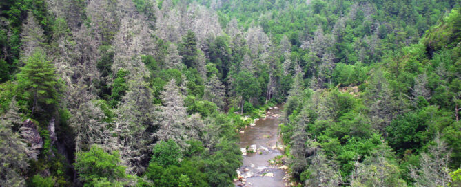 A forest of dead Hemlock trees.