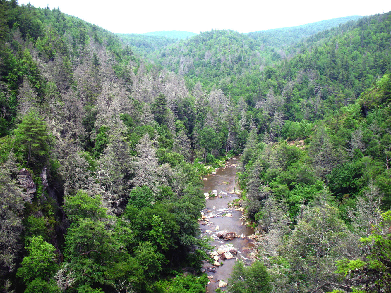 A forest of dead Hemlock trees.