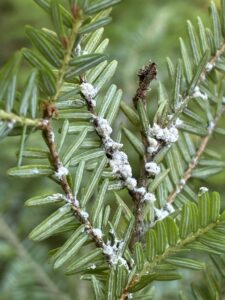 Image of Hemlock Woolly Adelgid