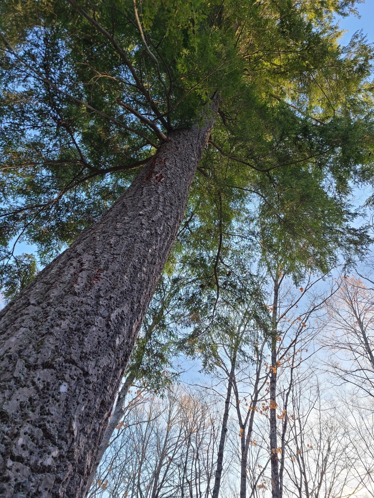Image of eastern hemlock tree