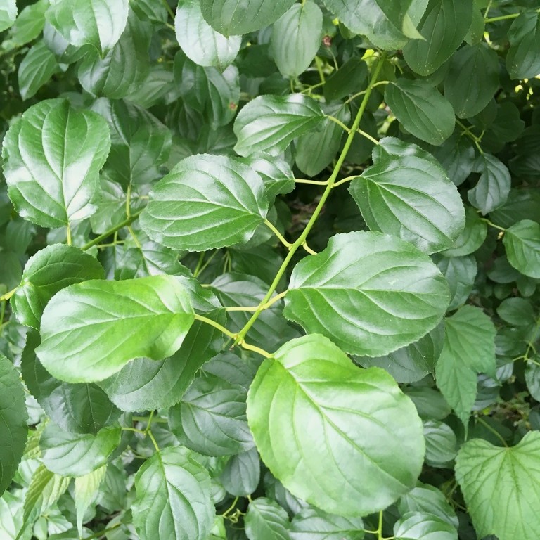 © Daniel Atha via iNaturalist.org Image of common buckthorn leaves