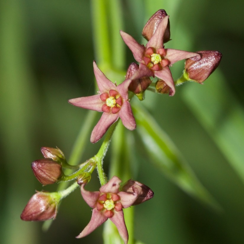 © Glenn Berry via iNaturalist.org Image of Dog-strangling vine flowers