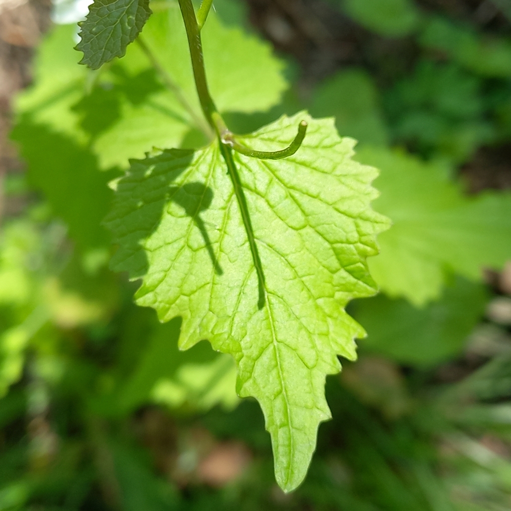 Image of garlic mustard leaf