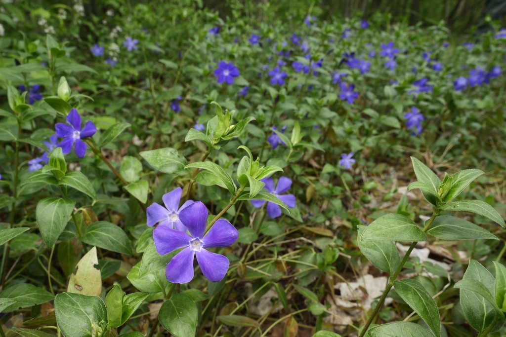 Image of field of lesser periwinkle