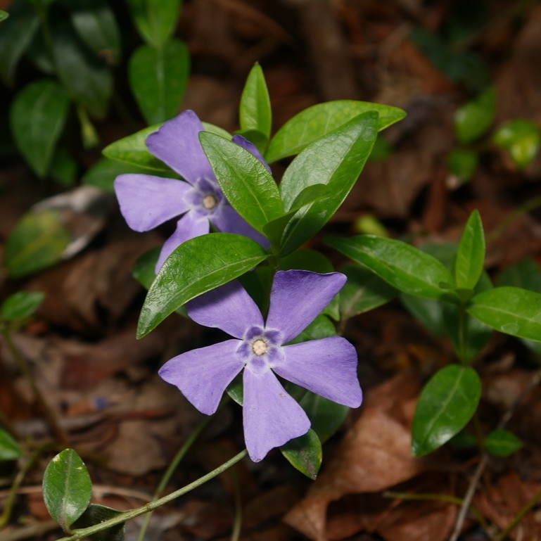 © Alexis Tinker-Tsavalas, iNaturalist (CC-BY) Image of lesser periwinkle