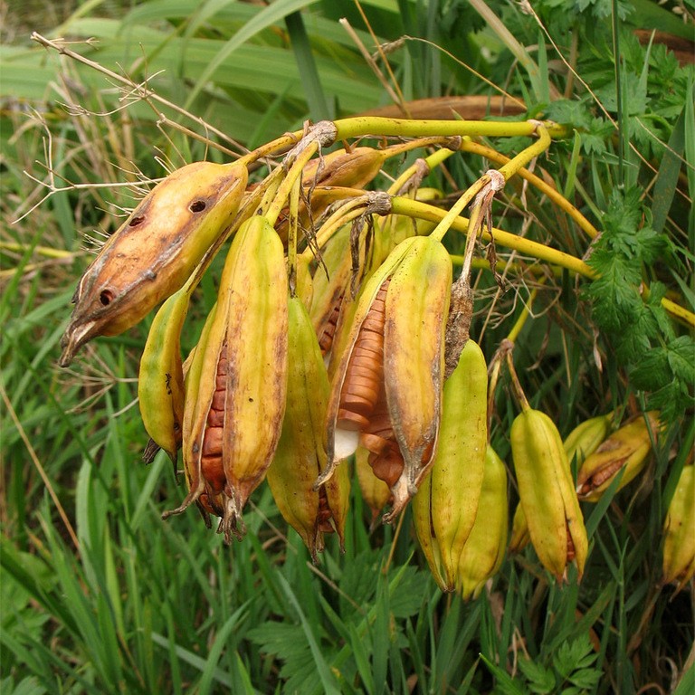 Image of yellow iris fruit