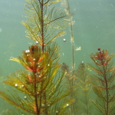 Image of eurasian water-millfoil leaves
