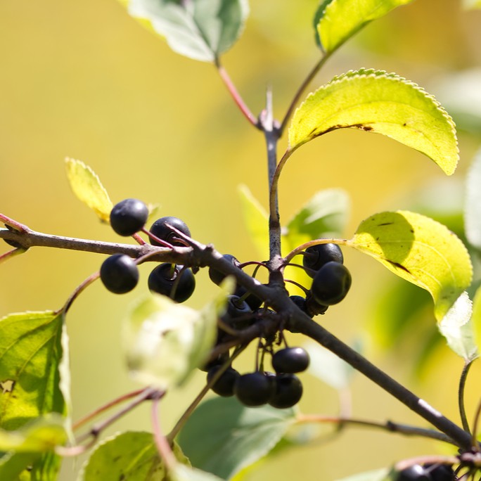 © David Sandler, iNaturalist (CC-BY) Image of common buckthorn fruit