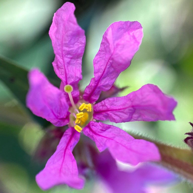 © Dawn Sherman, iNaturalist (CC-BY-NC) Image of purple loosestrife flower