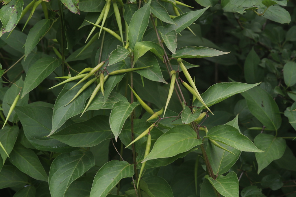 Image of Dog-strangling vine