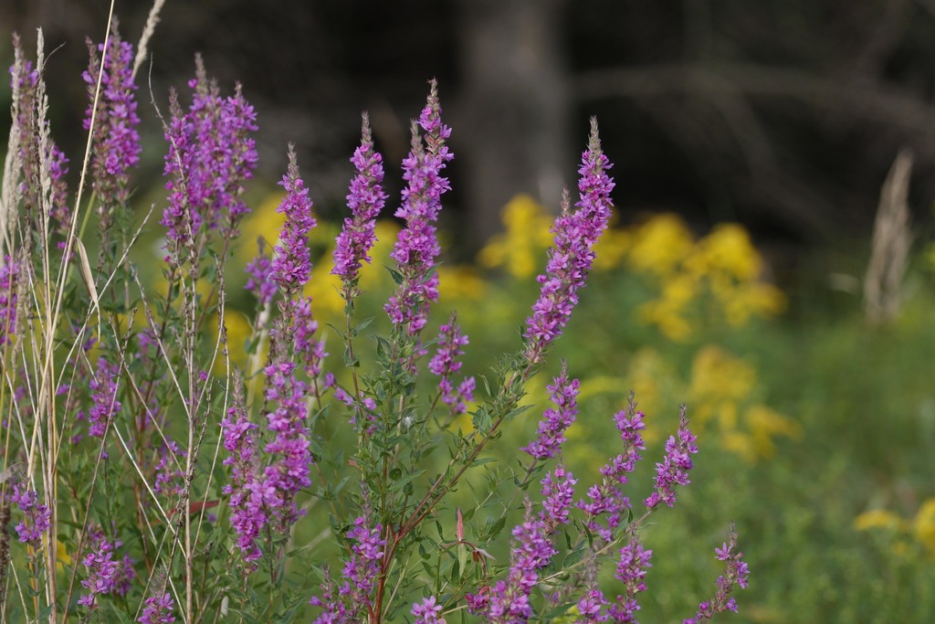 Image of Purple Loosestrife
