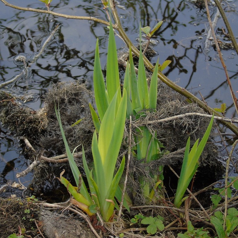 Image of yellow iris leaves