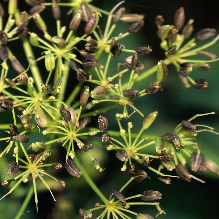© Fedor Malyga, iNaturalist (CC-BY-NC) Image of goutweed seeds