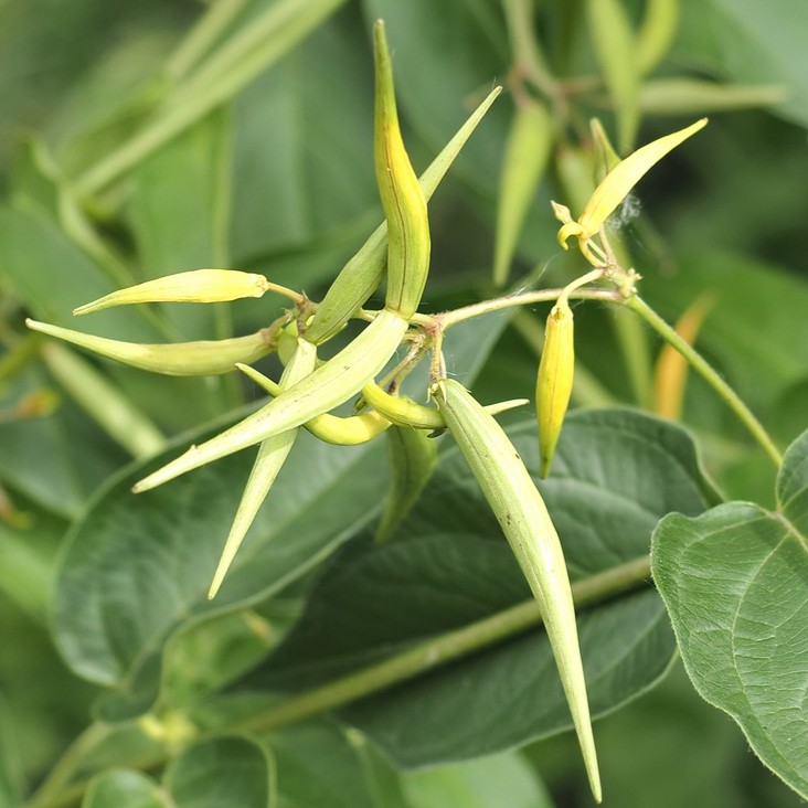 © Gary James, iNaturalist (CC-BY-NC) Image of Dog-strangling vine fruit