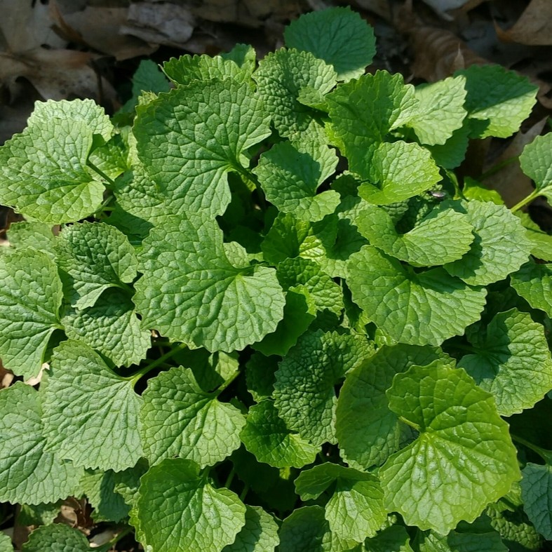 Image of first-year garlic mustard
