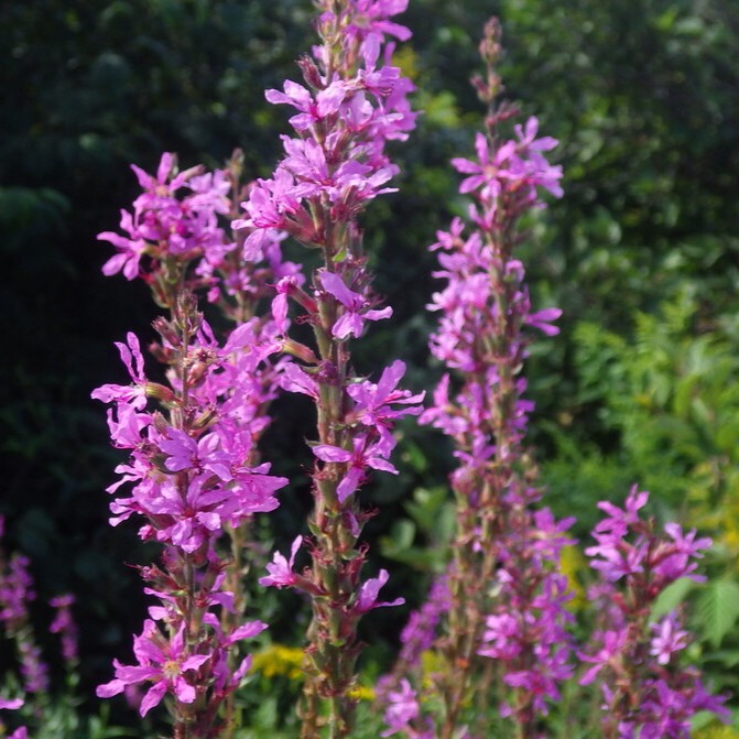 © Jeff Goddard, iNaturalist (CC-BY-NC) Image of purple loosestrife stem
