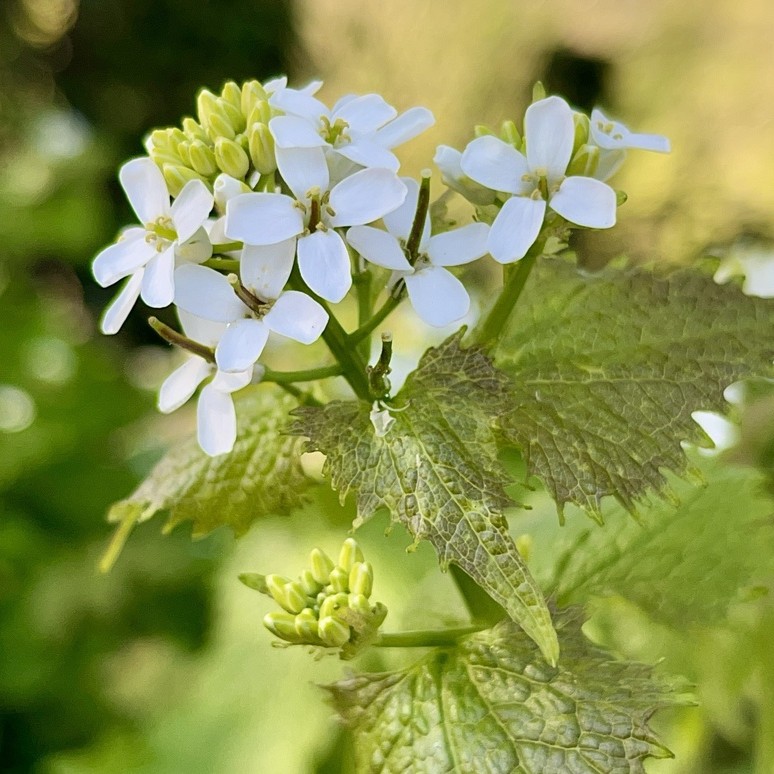 Image of garlic mustard flower