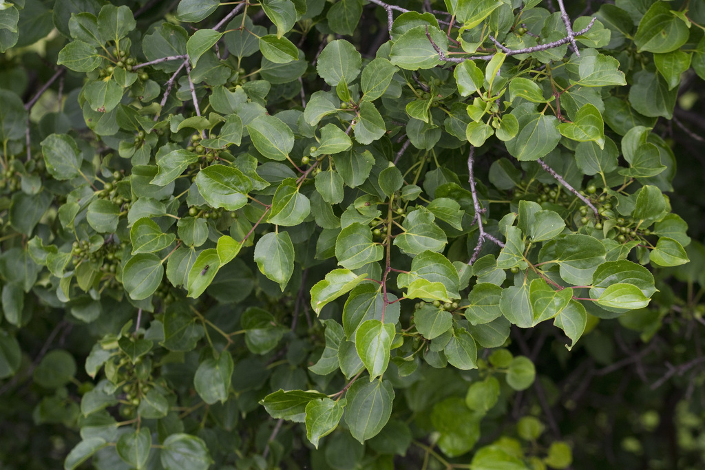Image of common buckthorn