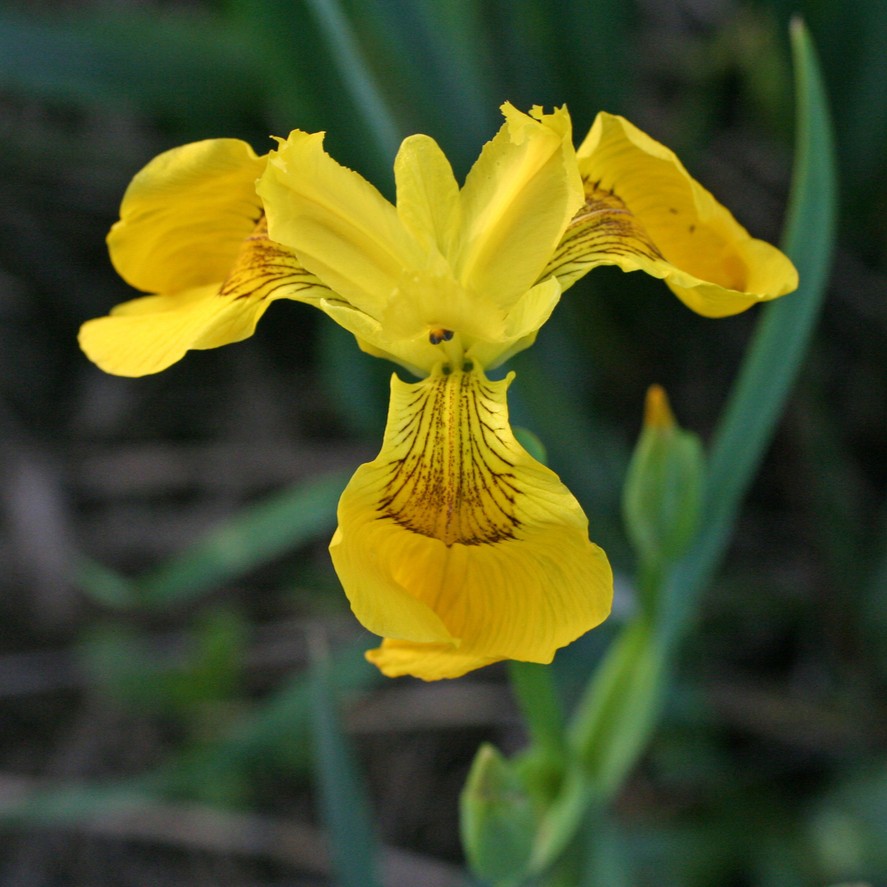 Image of yellow iris flower