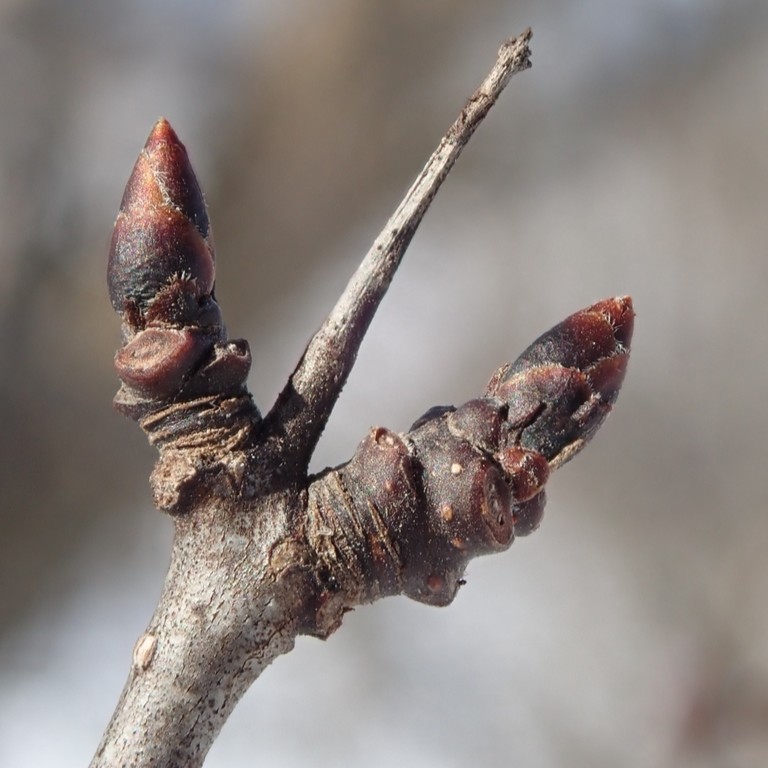 © Paul Abell, iNaturalist (CC-BY-NC) Image of common buckthorn thorn