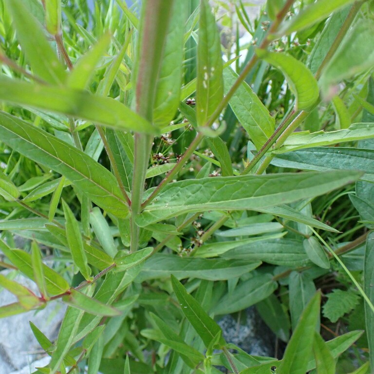 © Quillipede, iNaturalist Image of purple loosestrife leaves