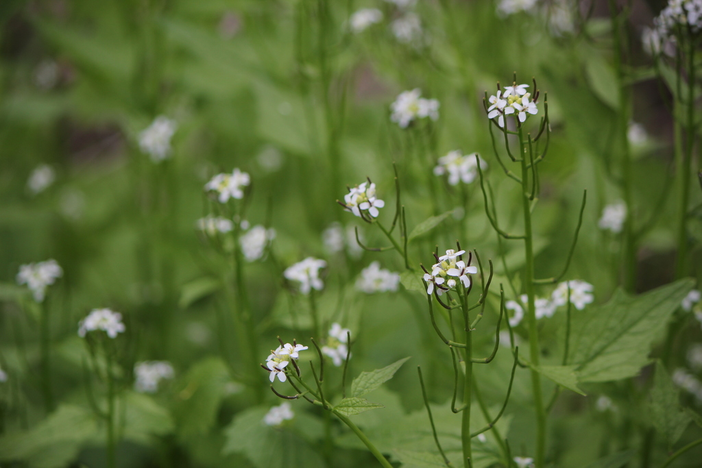 Image of Garlic Mustard
